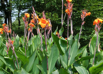 201013_canna2.jpg
