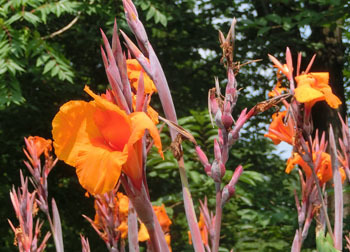 201013_canna3.jpg