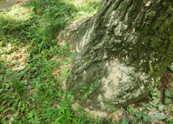 201013_konara1.jpg