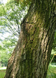 201013_konara6.jpg