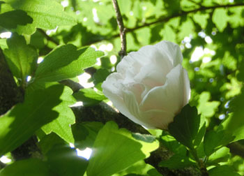 201013_mukuge.jpg