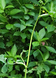 201015_nodake2.jpg