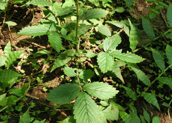 201016_h_k_mizuhiki3.jpg