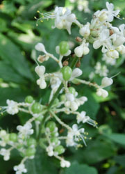 201016_y_myoga4.jpg