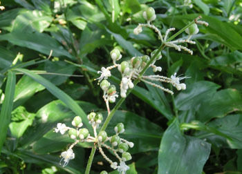201016_y_myoga5.jpg