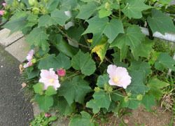 201019_fuyo1.jpg