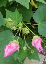 201019_fuyo4.jpg
