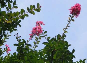 201019_sarusuberi3.jpg