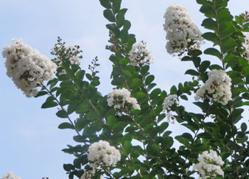 201019_sarusuberi5.jpg