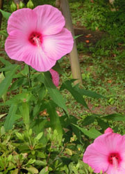 201020_a_fuyo1.jpg
