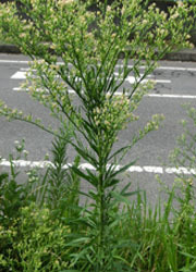 201020_h_mukasi_y5.jpg