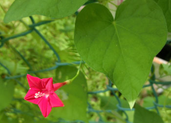 201020_ruko_s1.jpg