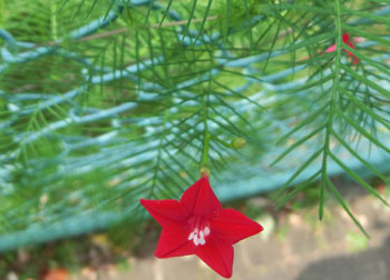 201020_ruko_s2.jpg