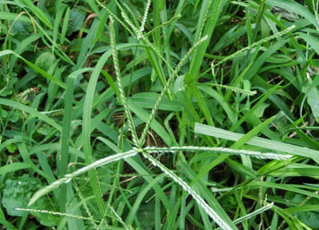 201022_o_hisiba.jpg