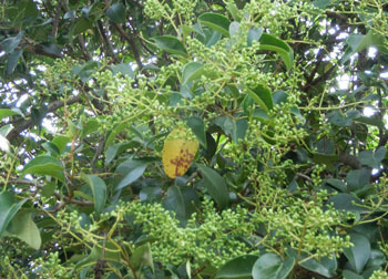 201022_t_nezumi_m.jpg