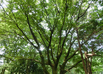 201023_enoki.jpg
