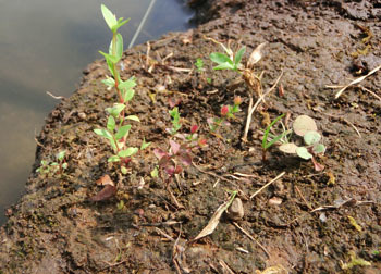 201023_koke_otogiri1.jpg
