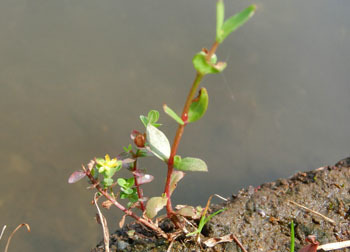 201023_koke_otogiri4.jpg