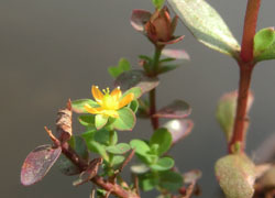 201023_koke_otogiri5.jpg