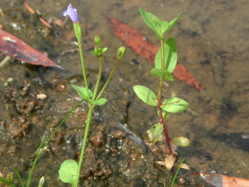 201025_a_azena1.jpg