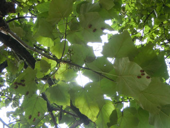 201025_kiri2.jpg