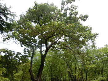 201025_kiri5.jpg