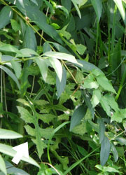 201025_togedisha3.jpg