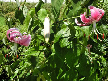 201026_kanoko_y1.jpg