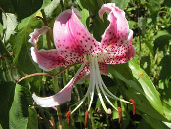 201026_kanoko_y2.jpg