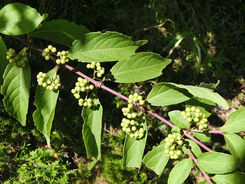 201026_komurasaki.jpg