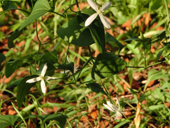 201026_sen_nin_s2.jpg