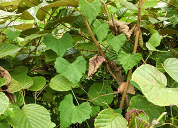 201108_suzume_u3.jpg