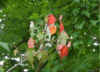 201109_a_hananoki4.jpg