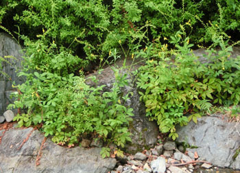 201109_k_mizuhiki1.jpg