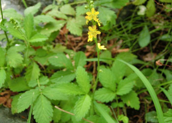 201109_k_mizuhiki10.jpg