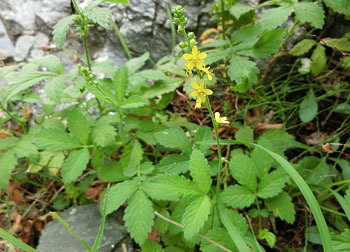 201109_k_mizuhiki3.jpg
