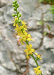 201109_k_mizuhiki5.jpg