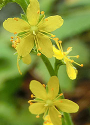 201109_k_mizuhiki6.jpg