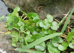 201109_o_tidome.jpg