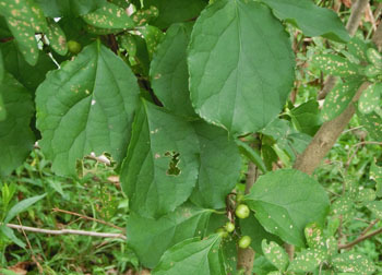 201109_t_umemodoki.jpg