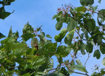 201110_keya_mizu.jpg