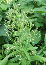 201112_akinogesi1.jpg