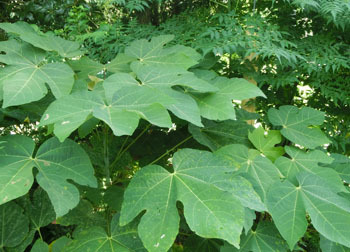201112_aogiri1.jpg