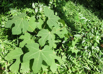 201112_aogiri2.jpg