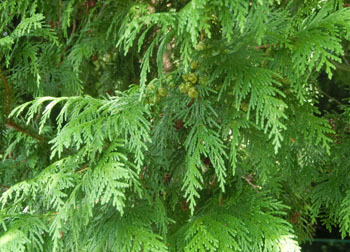 201112_hinoki1.jpg