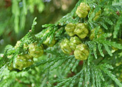 201112_hinoki2.jpg