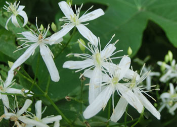 201112_sen_nin_s5.jpg