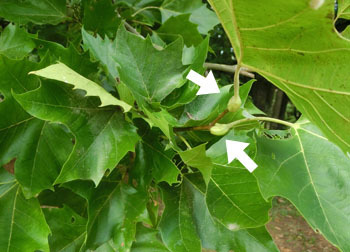 201113_m_suzukake3.jpg