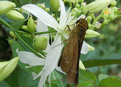 201115_itimonji_s.jpg