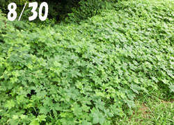 201115_kanamugura1.jpg